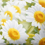 Ручной работы комплект постельного белья из хлопка | Sunny Daisies