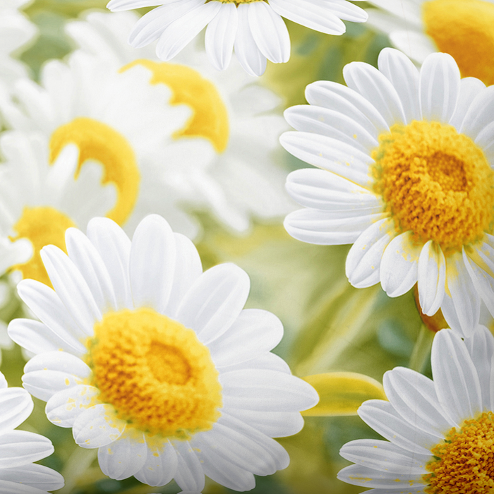 Handmade cotton bedding set | Sunny Daisies